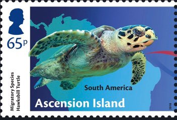 Migratory Species : Hawksbill Turtle