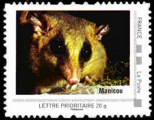 Manicou
