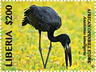 African Openbill Stork