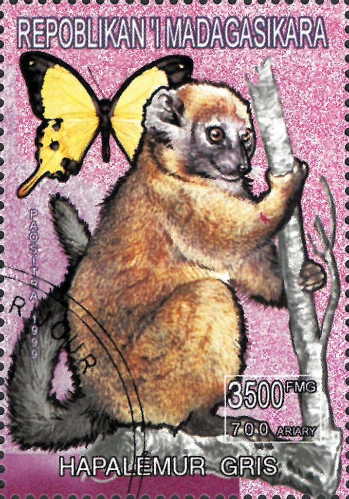 Hapalemur Gris