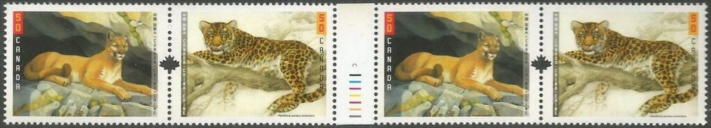 Cougar (Felis concolor), Amur Leopard (Panthera pardus orien
