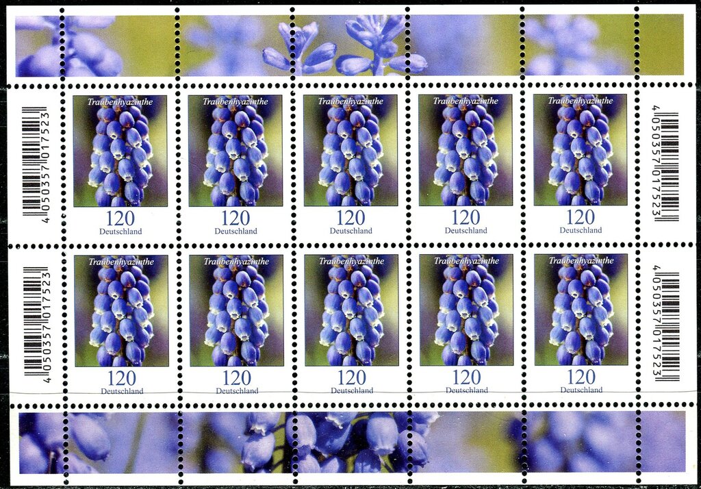 Blumen, Traubenhyazinthen