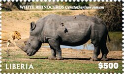 White Rhinoceros