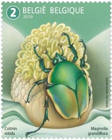 Stamp, June Bug, Belgium,  , Animals (Fauna), Flowers, Insects