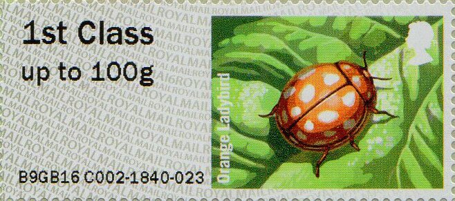 Orange Ladybird