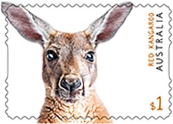 Red Kangaroo