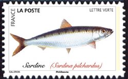 Sardine