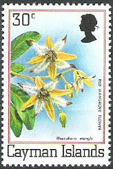 Red Mangrove flower (Rhizophora mangle)