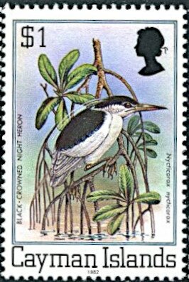 Black-crowned Night-heron (Nycticorax nycticorax)