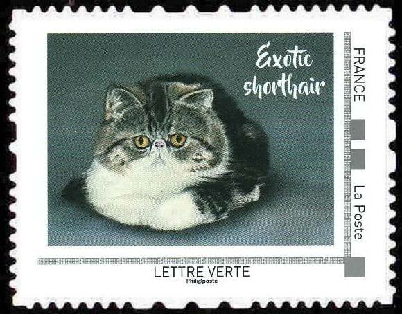 Exotic Shorthair