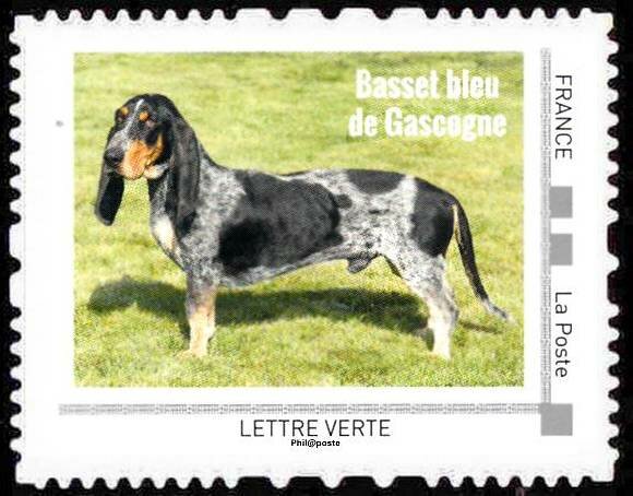 Basset bleu de Gascogne