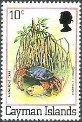 Red Mangrove Root Crab (Goniopsis cruentata)