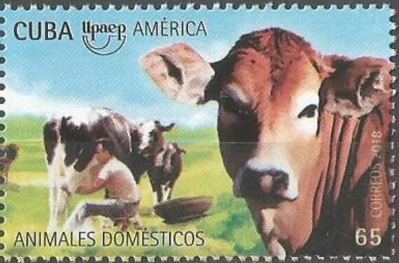 Cow