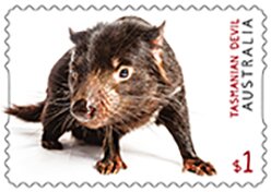 Tasmanian Devil