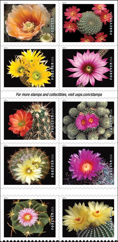 Cactus Flowers