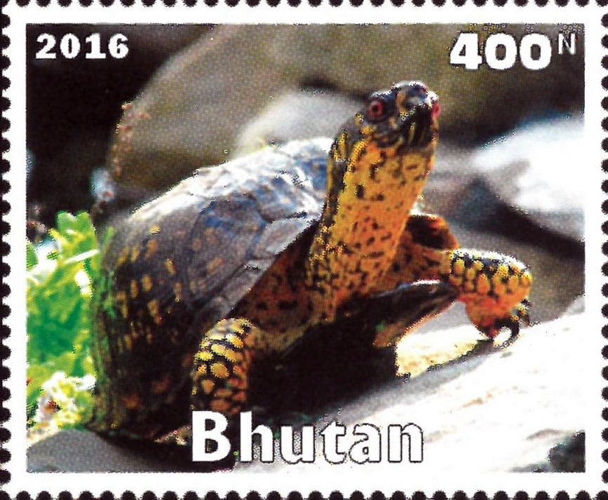 Turtle