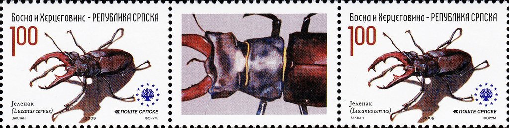 Stag Beetle (Lucanus cervus)