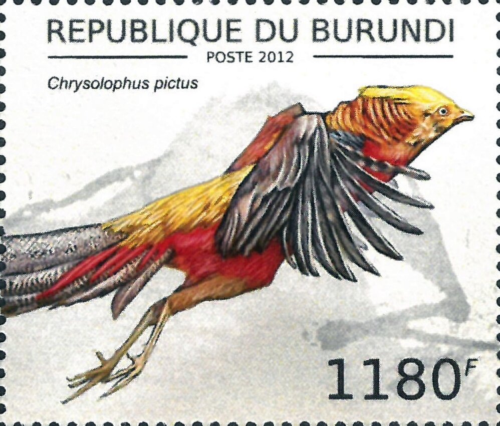 Chrysolophus Pictus