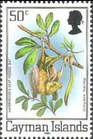 Waterhouse's Leaf-nosed Bat (Macrotus waterhousii)