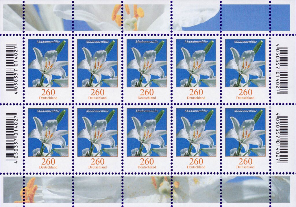 Lilium candidum - Madonna Lily