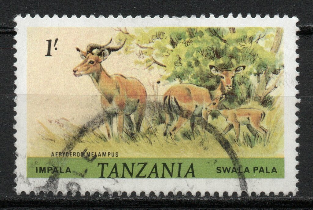 Impala (Aepyceros melampus)