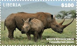 White Rhinoceros