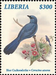 Blue Cuckooshrike
