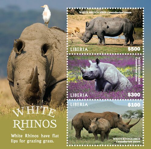 White Rhinoceros