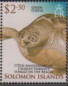 Green Turtle