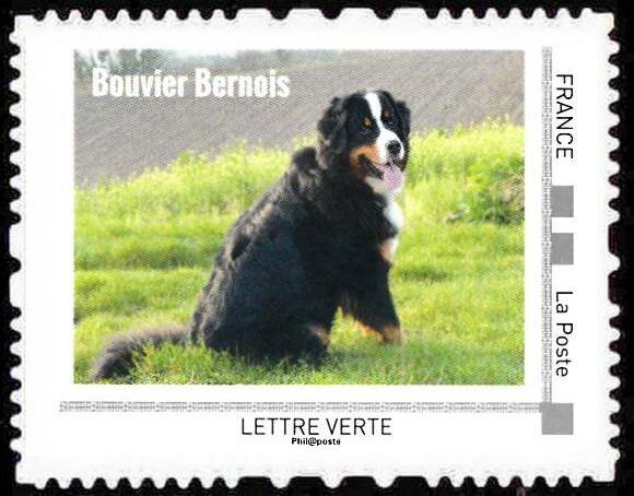 Bouvier Bernois