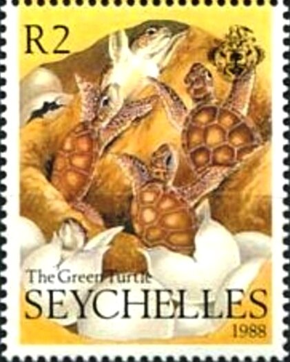 Green Sea Turtle (Chelonia mydas)