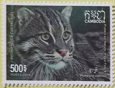 Fishing Cat (Prionailurus viverrinus)