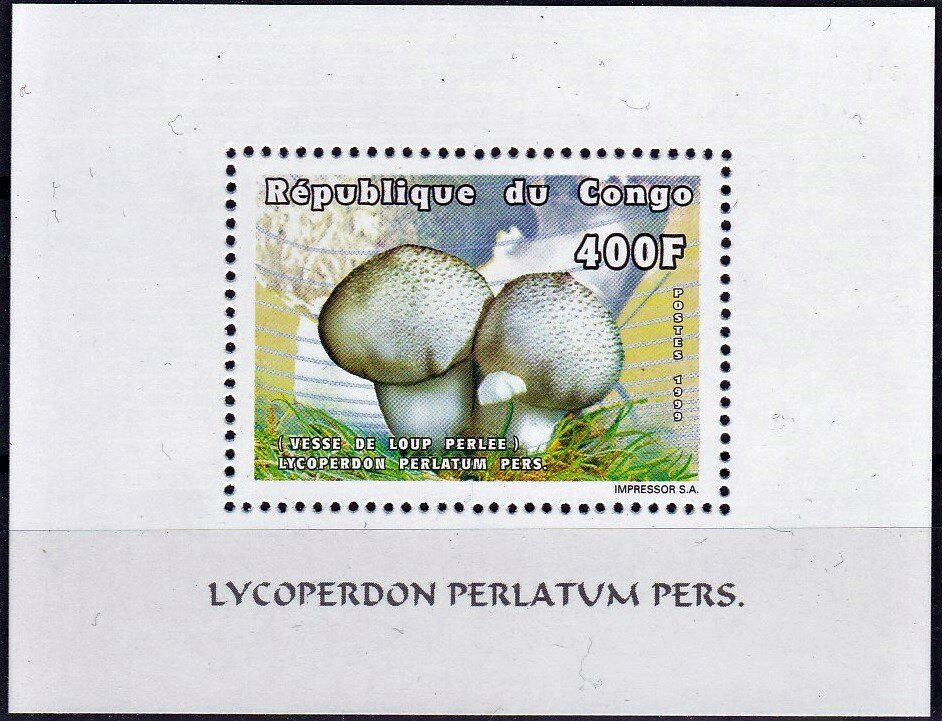 Lycoperdon perlatum
