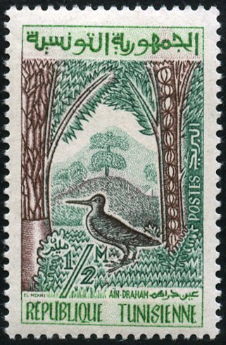Common snipe (Gallinago gallinago)