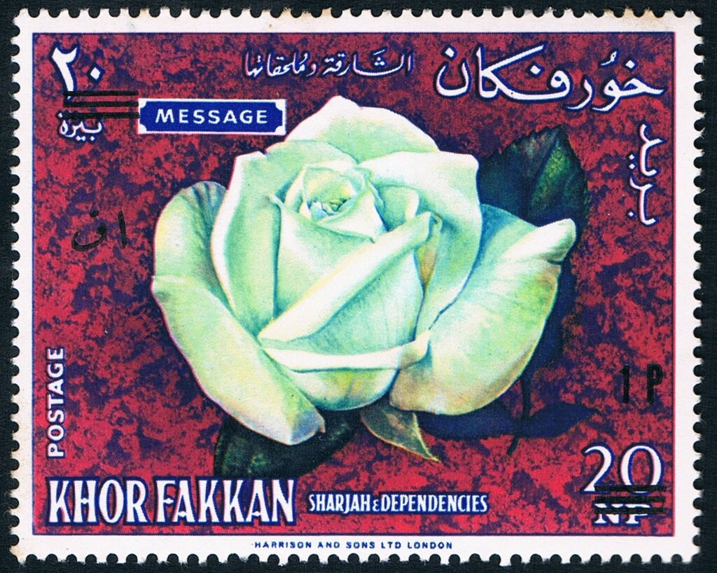 White hybrid tea rose "Message"; Breeder Meilland/France '53