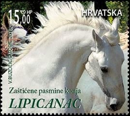 Lippizaner Horses
