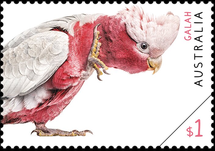 Galah