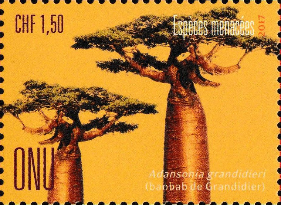 Grandidier's baobab (Adansonia grandidieri)