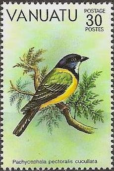 Australian Golden Whistler (Pachycephala pectoralis ssp. cuc