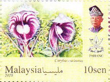 Orchids of Malaysia