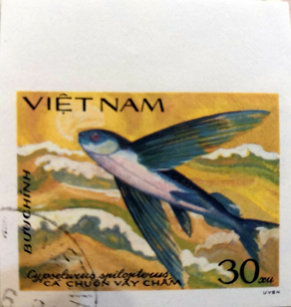Flying Fish (Cypselurus spilopterus)