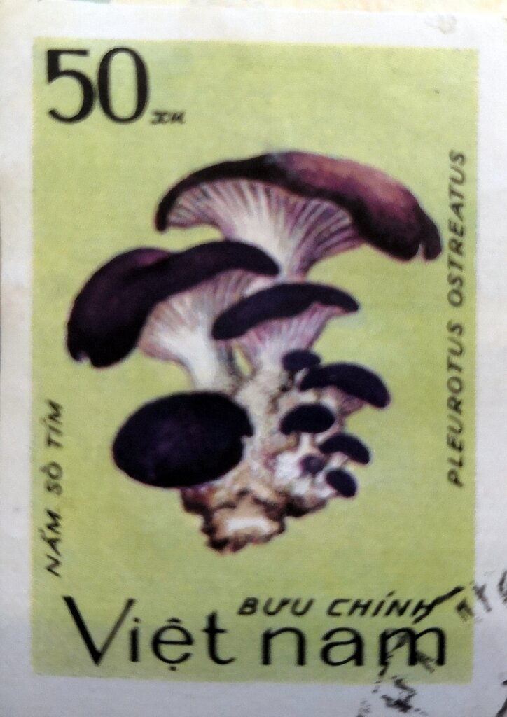 Pleurotus ostreatus
