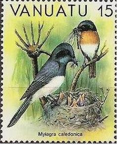 Melanesian Flycatcher (Myiagra caledonica)