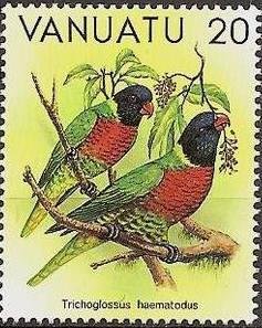 Rainbow Lorikeet (Trichoglossus moluccanus)