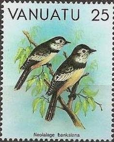 Buff-bellied Monarch (Neolalage banksiana)