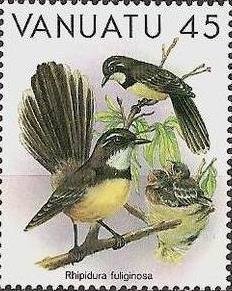 Grey Fantail (Rhipidura fuliginosa)
