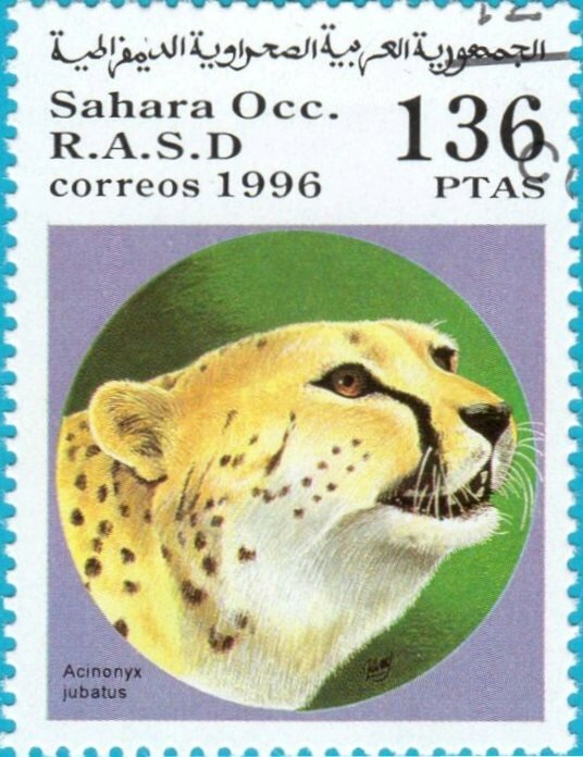 Cheetah (acinonyx jubatus)
