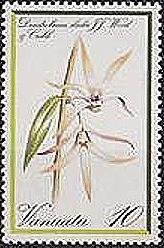 Dendrobium sladei