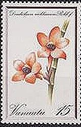 Dendrobium mohlianum