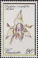 Dendrobium macrophyllum